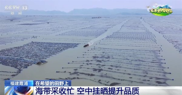 易富配资 “海上田园”一派好“丰”光&#32;特色产业“带”领群众走上增收路