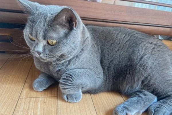 金配资 猫咪突然之间折起前腿，主人担心它生病了，猫：我这是在放松！